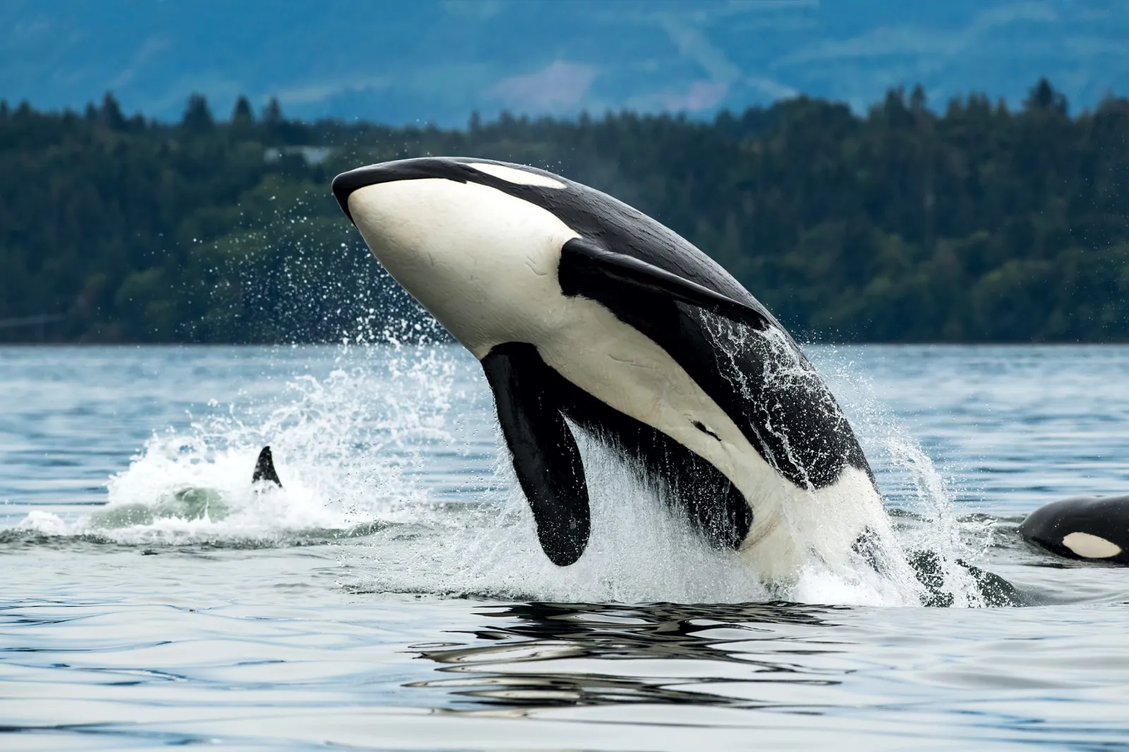 2289798-orca